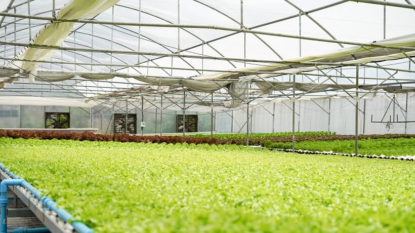 蘭栽培産業のデジタル化を牽引する次世代スマート農業ソリューション